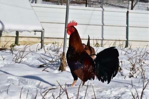 Madigin Claret Roosters - Image 2