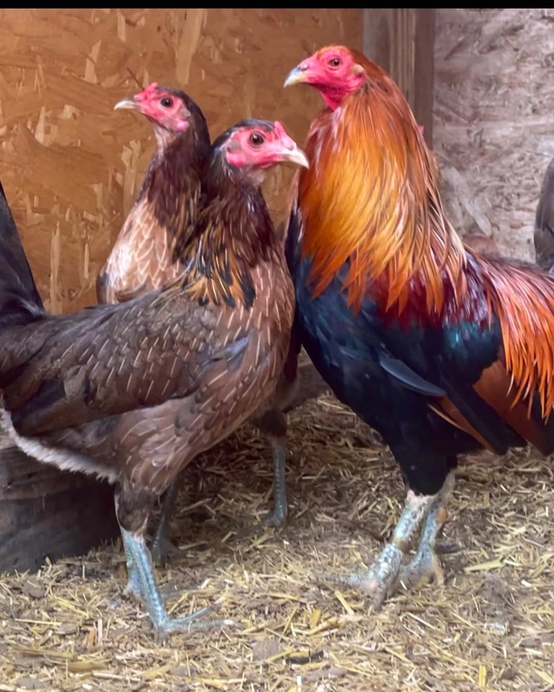 Lieper Hatch Pairs - Image 7