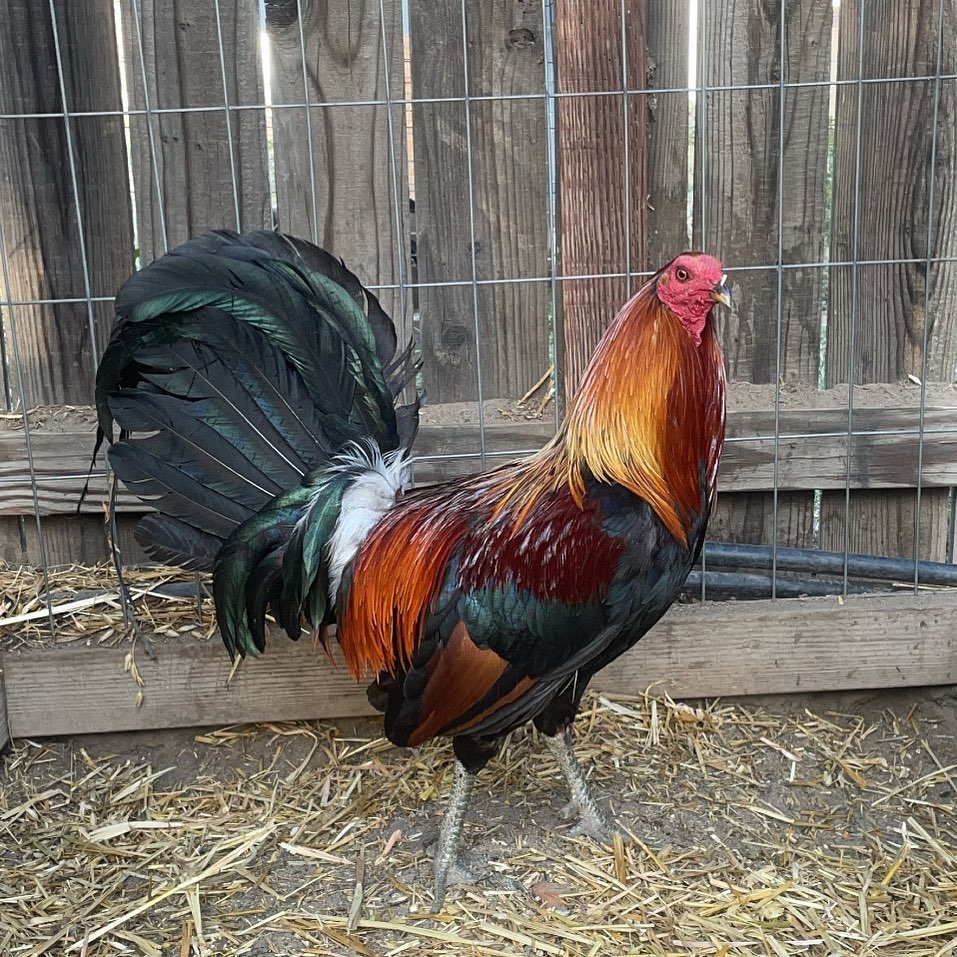 lieper Hatch Roosters - Image 8