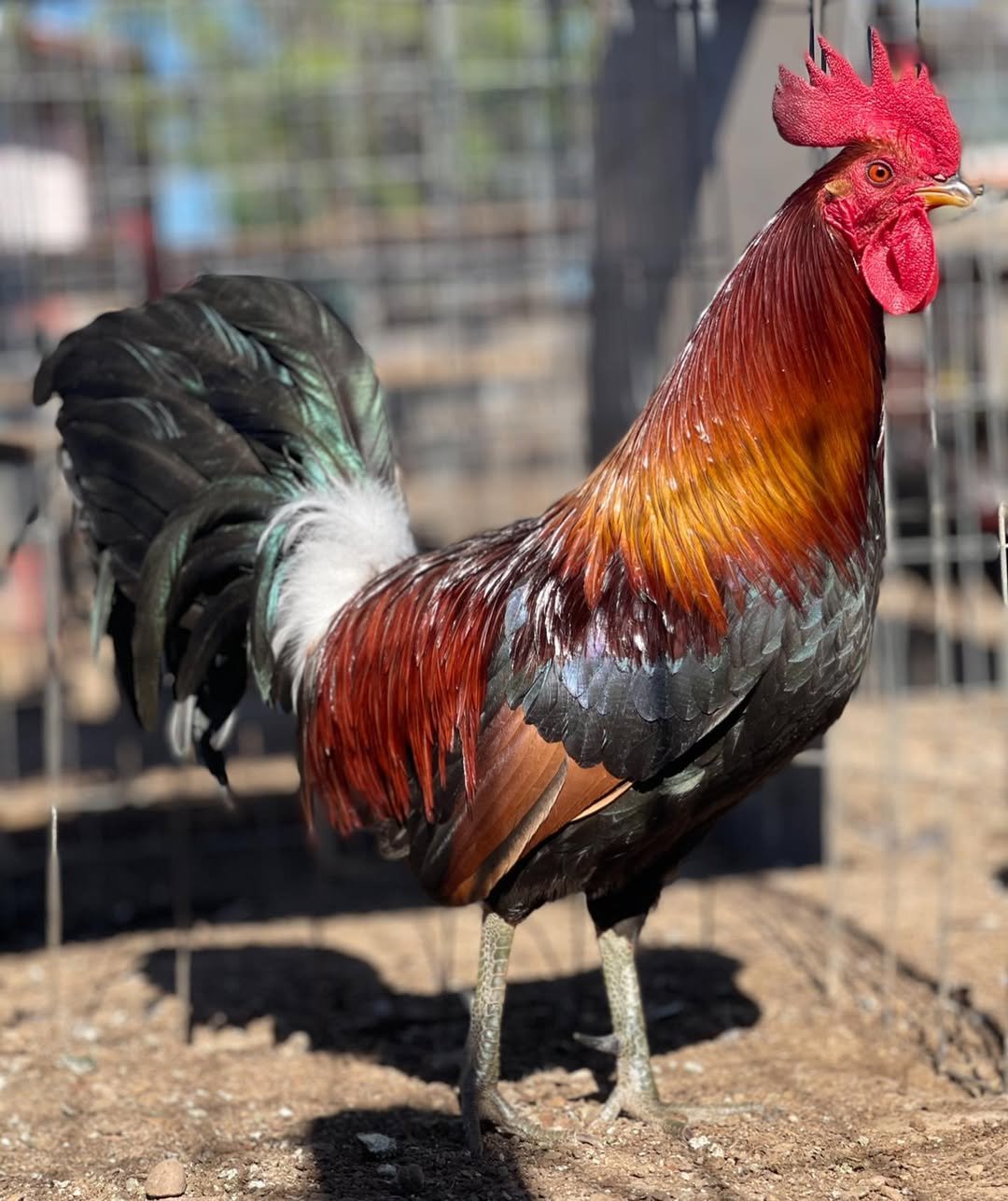 lieper Hatch Roosters