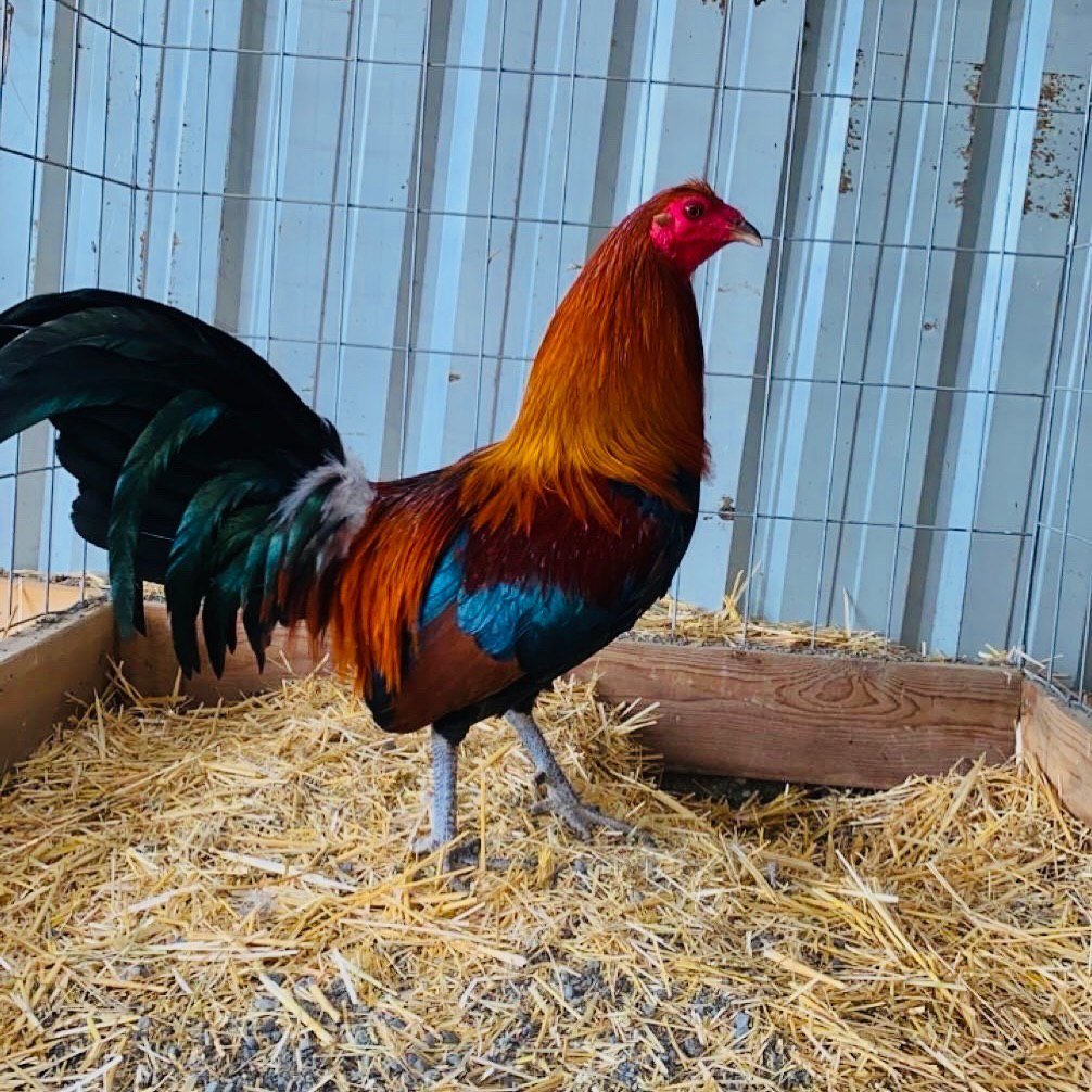 lieper Hatch Roosters - Image 6