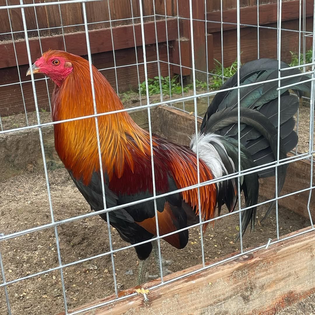 lieper Hatch Roosters - Image 7