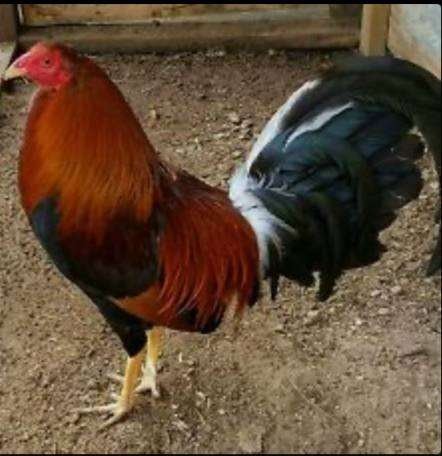 roundhead roosters