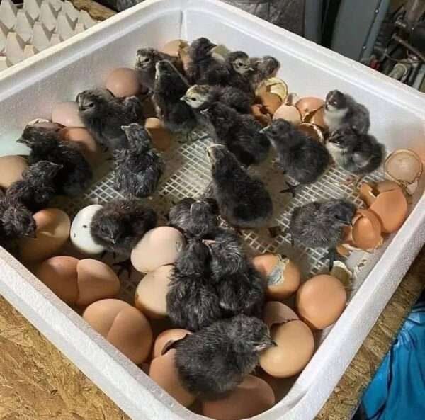 Warhorse chicks