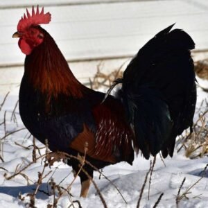 Claret roosters