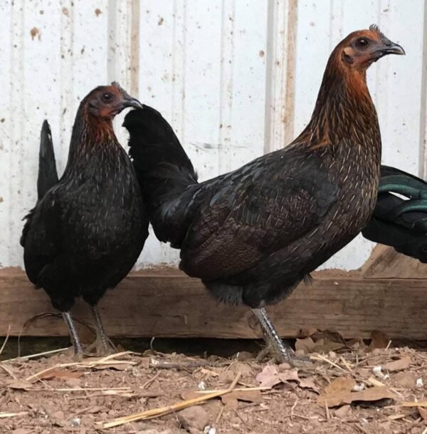 Brown Red Hens