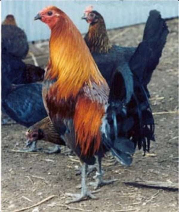 Brown Red Roosters - Image 3