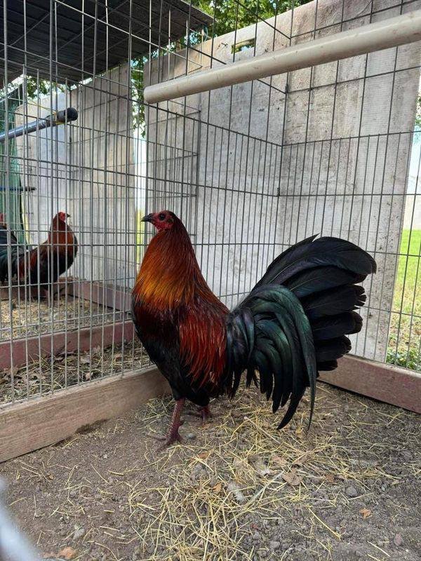 Brown Red Roosters