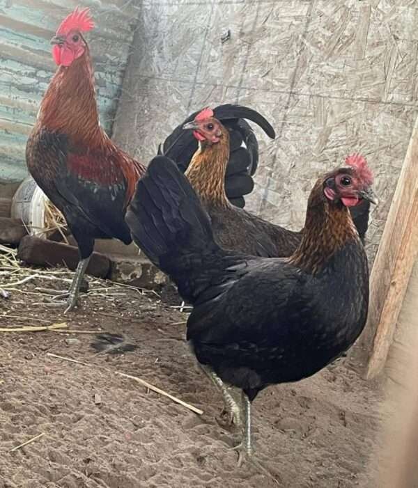 Brown Red Hens - Image 2