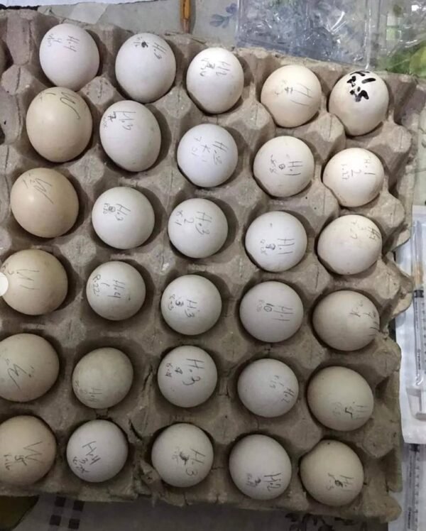 Blue Mug Hatching Eggs