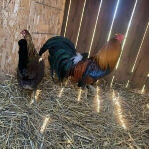 Pure McLean Hatch Pairs