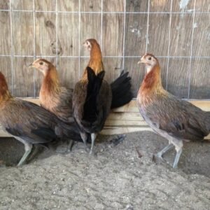 Blue Face Hatch Hens