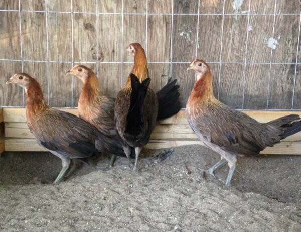 Blue Face Hatch Hens