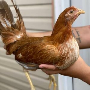 pumpkin hulsey hens