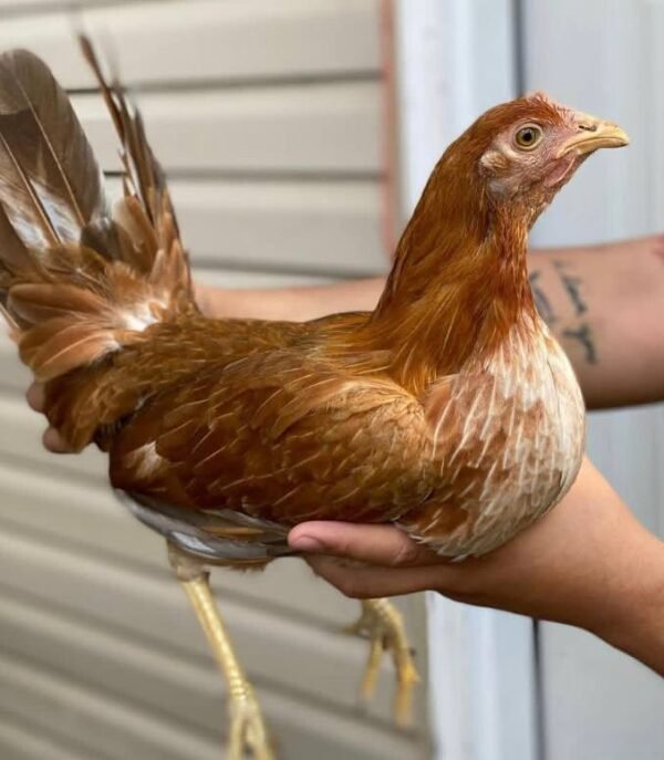 Pumpkin Hulsey Hens