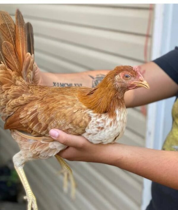 Pumpkin Hulsey Hens - Image 3