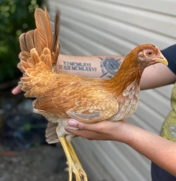 Pumpkin Hulsey Hens - Image 2