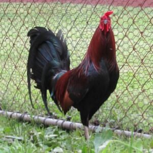 lieper hatch roosters