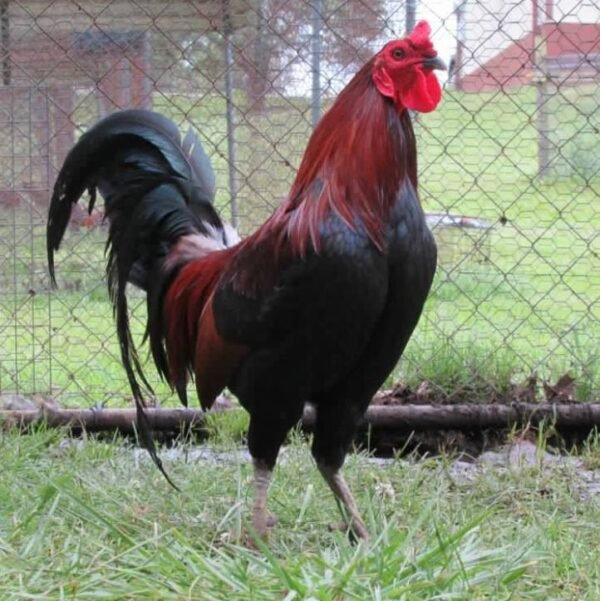 lieper Hatch Roosters - Image 3