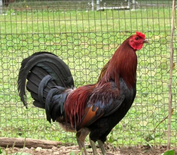 lieper Hatch Roosters - Image 2