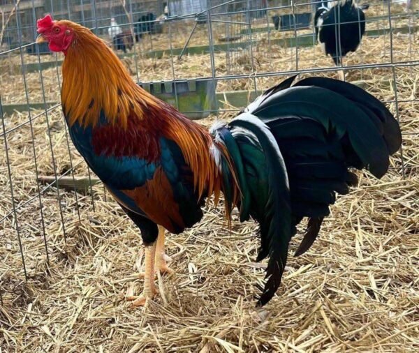 Sweater Roosters - Image 3