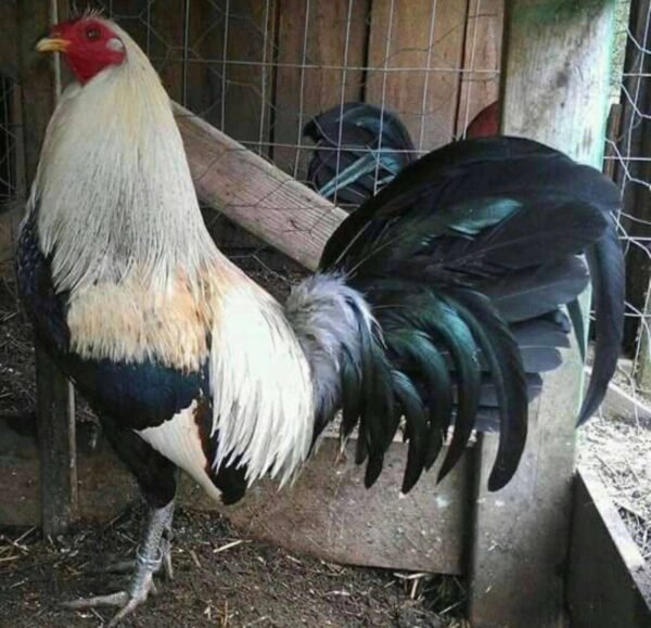 Regular Grey Roosters - Image 2