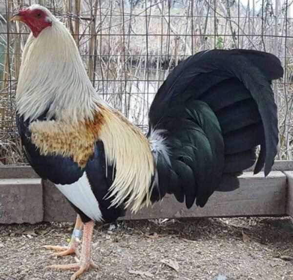 Regular Grey Roosters - Image 5