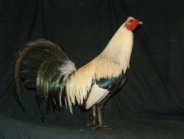 Regular Grey Roosters - Image 4