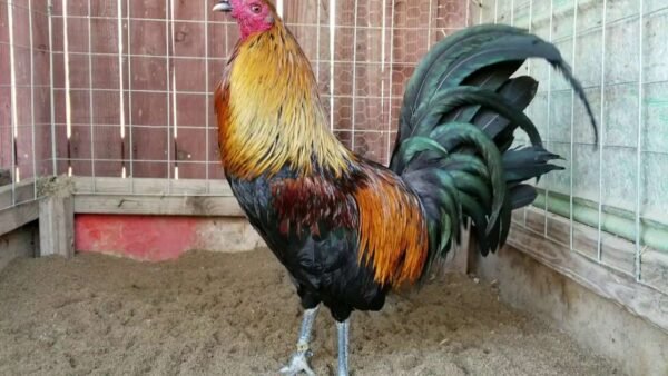 McRea Roosters - Image 4