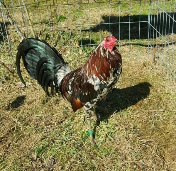 SPANGLED GAME FOWL ROOSTERS - Image 2