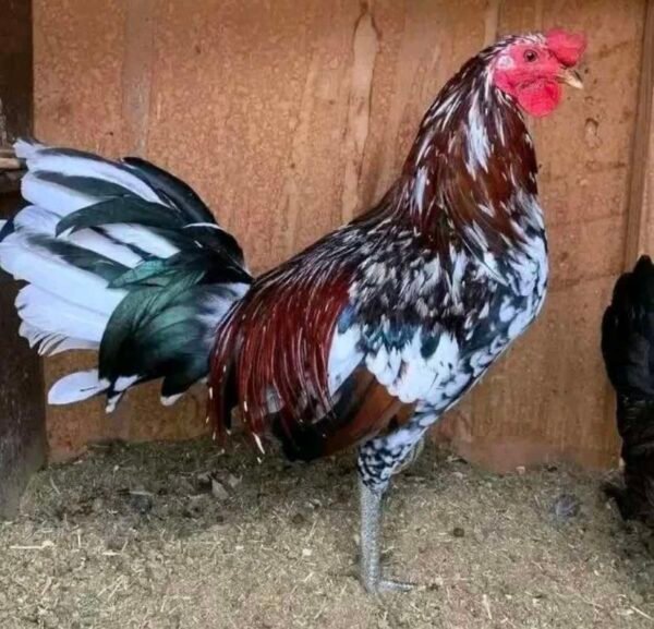 spangled game fowl roosters