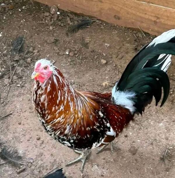 SPANGLED GAME FOWL ROOSTERS - Image 3