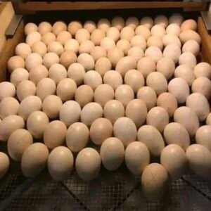 Brown red eggs