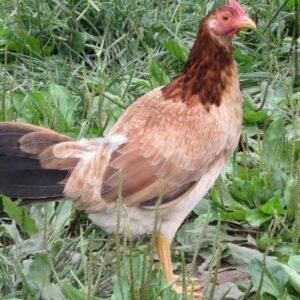 yellow legged hatch