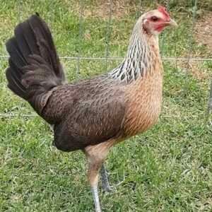 Grey Hens