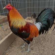 Blue face game fowl