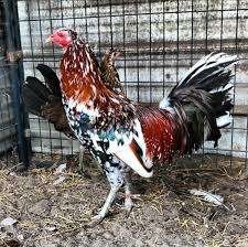 Morgan Whiteangled Roosters