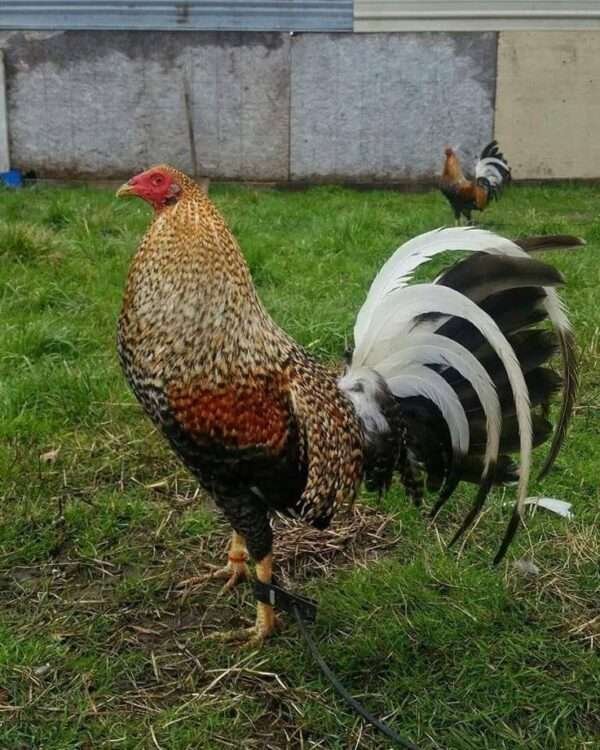 domgamefowls
