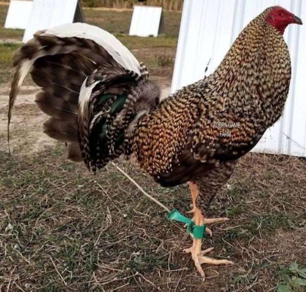 Dominique Game Fowl - Image 3