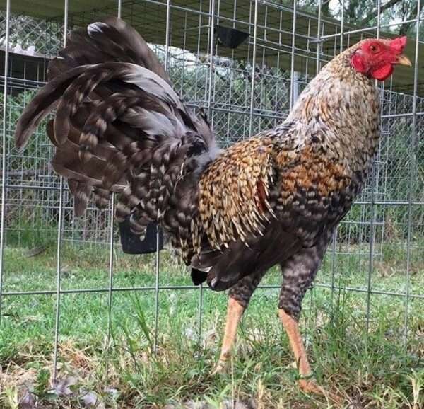 Dominique Game Fowl - Image 4