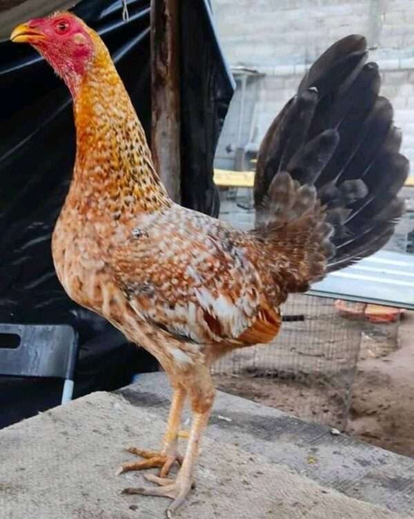 Dominique Game Fowl - Image 6