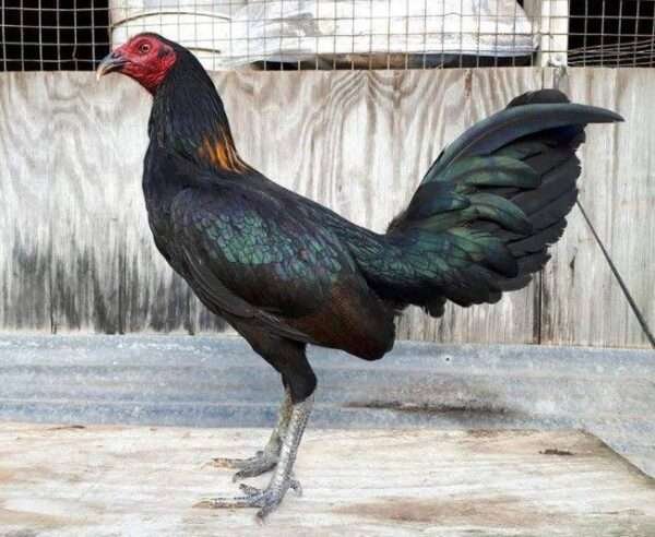 Black hennies Gamefowls - Image 3