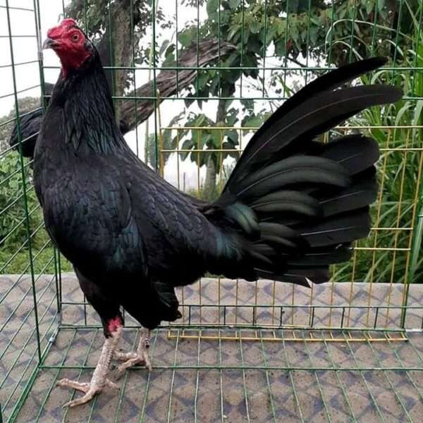 Black hennies Gamefowls - Image 4