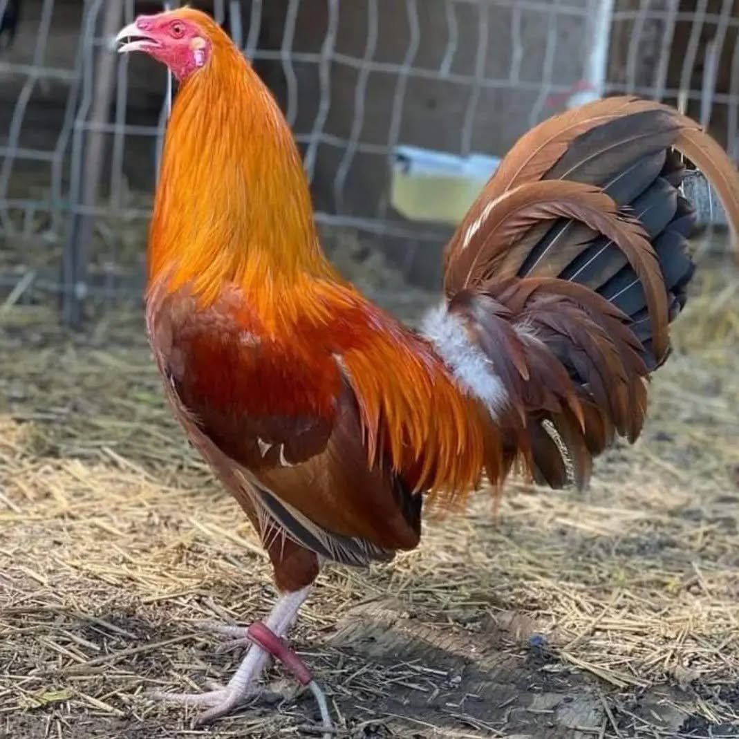 Pumpkin Hulsey Roosters - Image 9