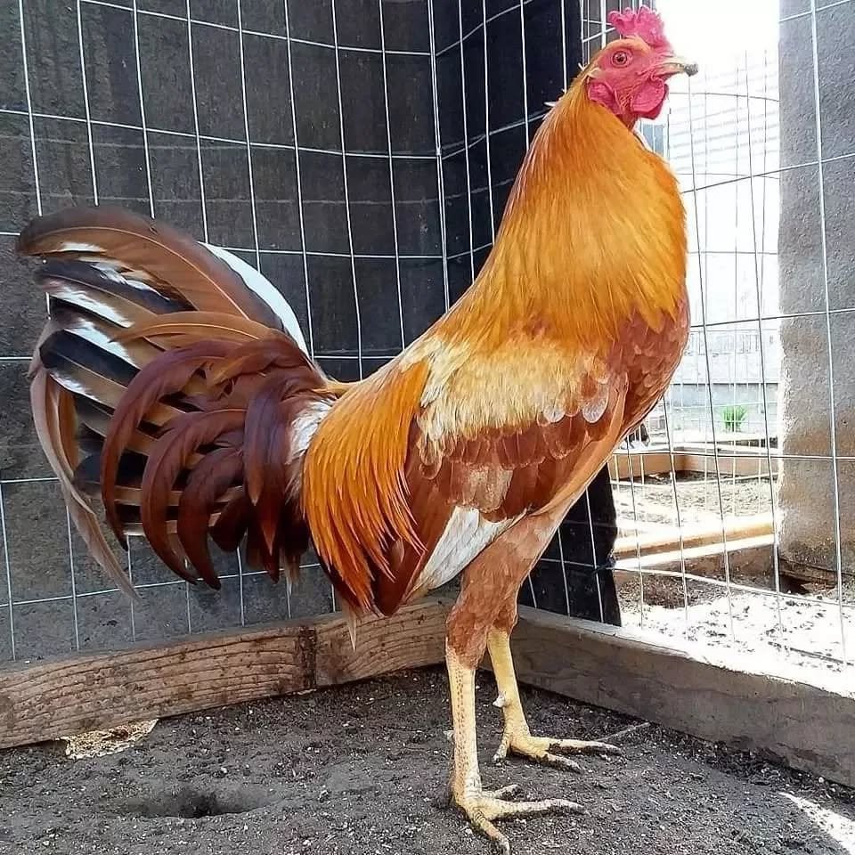 Pumpkin Hulsey Roosters - Image 7