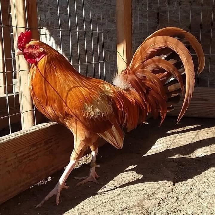 Pumpkin Hulsey Roosters - Image 5