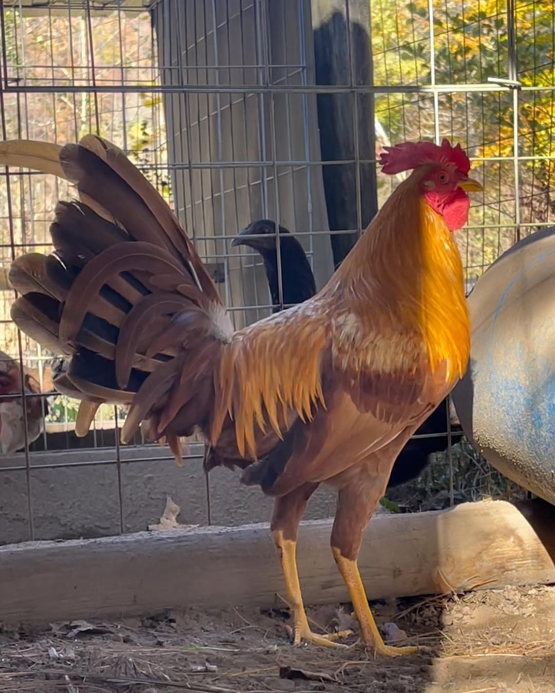 Pumpkin Hulsey Roosters - Image 8