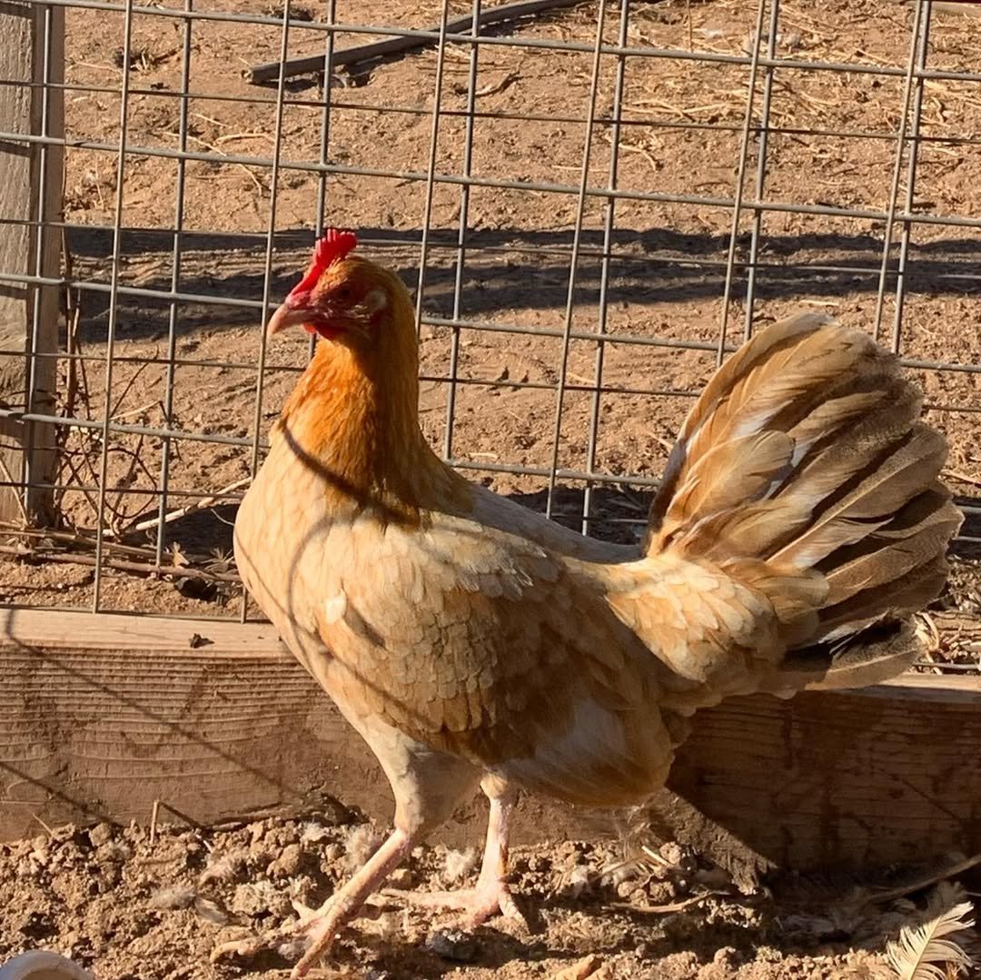 Pumpkin Hulsey Hens - Image 6
