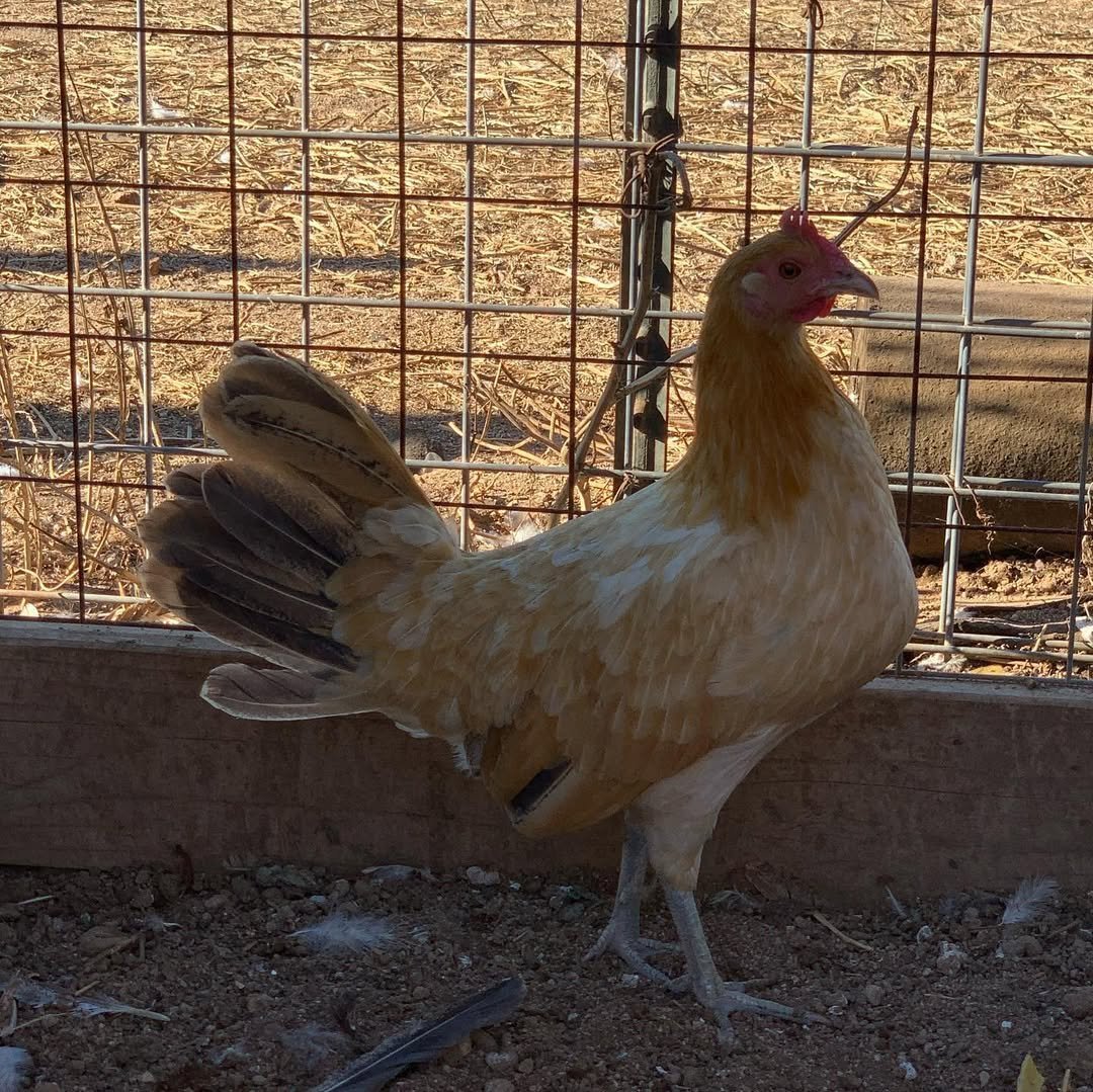 Pumpkin Hulsey Hens - Image 5