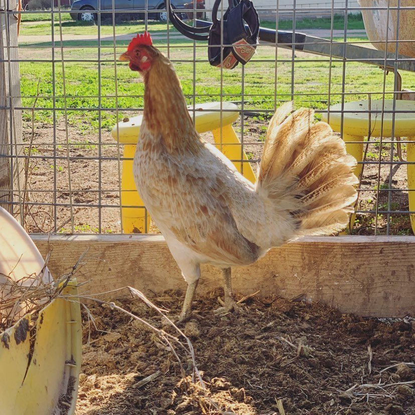 Pumpkin Hulsey Hens - Image 7